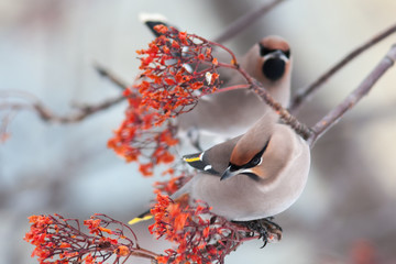 waxwing winter small bird