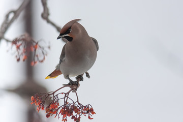 waxwing winter small bird