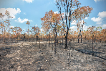 Naklejka premium Rainforest cut and burned to plant crops