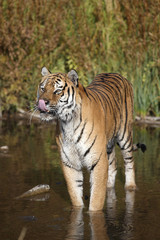 Plakat Captive Siberian Tiger in Water scene