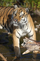 Captive Siberian Tiger in Water scene