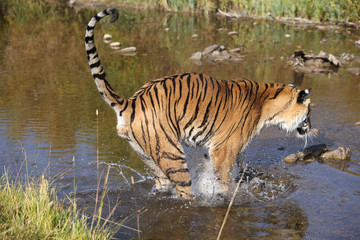 Fototapeta na wymiar Captive Siberian Tiger in Water scene