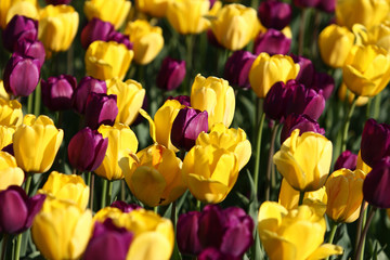 Beautiful Tulip flowers in Spring