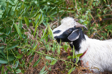 the mountain goats is walking to mountain
