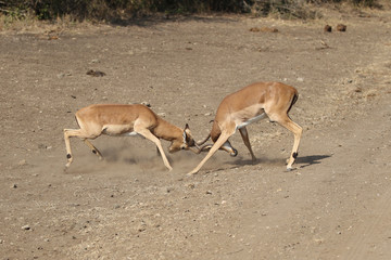 Male Impala Fighting in South Africa
