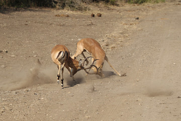 Male Impala Fighting in South Africa