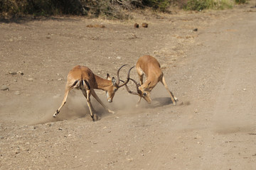 Male Impala Fighting in South Africa