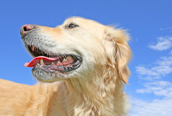 happy golden retriever dog looking back with blue sky