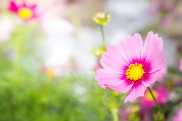 cosmos flowers in the park , Beautiful pink flowers  in the gard