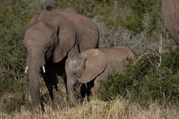Naklejka na ściany i meble Elephant mother and her calf in African bush