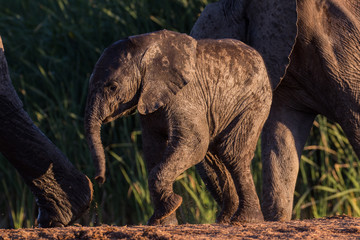 Fototapeta premium Wild elephant baby taking a step