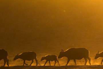 African buffalo walking in a line at sunset