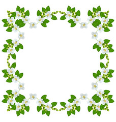 branch of jasmine flowers isolated on white background