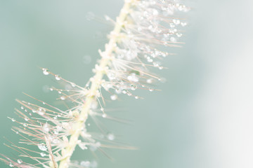 Obraz premium Natural background Dew grass