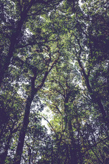 Natural background , light shines through the trees.