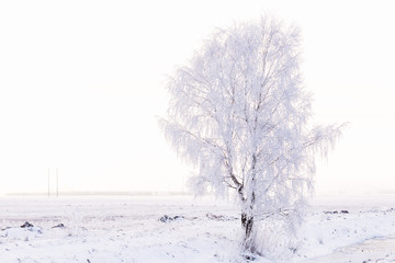Fototapeta na wymiar Winter landscape with a lonely birch in hoarfrost