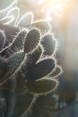 background nature. Natural Cactus succulent plant