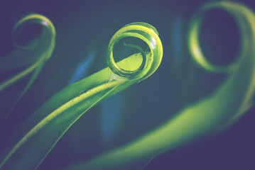 Background leaves green. Asplenium nidus background.