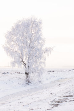 Beautiful tree covered with frost