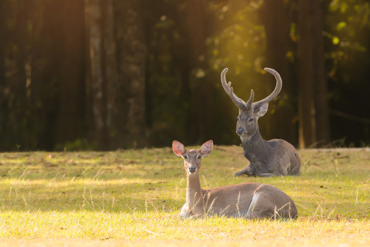 Beautiful Deer Resting In Nature.
A Couple Of Eld's Deer( Panolia Eldii ) Endangered Species,male With Antlers,female Looking At Camera,both Living In National Park.