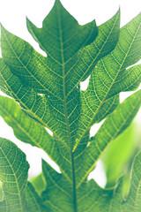 Obraz premium Natural background papaya leaf