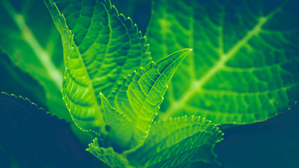 Background leaves green. Place the leaves in the morning light.