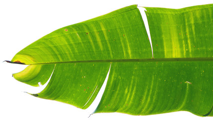 Natural background Banana leaf