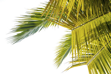 Natural background Coconut leaves