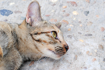Sleeping and looking Cat
