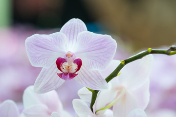 Naklejka na ściany i meble Streaked orchid flowers. Beautiful orchid flowers.
