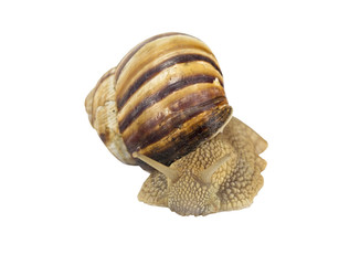 snail on white background
