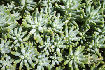 Closeup of cactus, beautiful background and texture, natural art creation