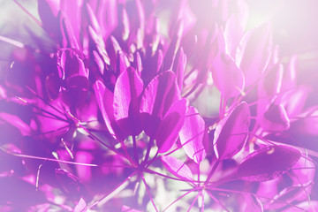 Obraz premium background nature Flower. Pink and purple flowers