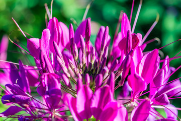 background nature Flower. Pink and purple flowers