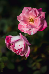 background nature Flower Valentine Pink rose