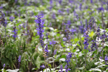 Obraz premium Blooming blue bugleweeds Ajuga