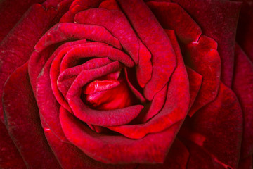background nature Flower Valentine Red rose