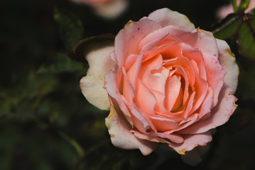 background nature Flower Valentine Orange pastel rose
