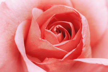 background nature Flower Valentine Orange pastel rose