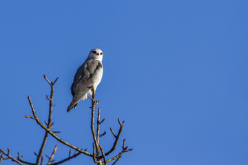 Black-shouldered Kite in Kruger National park, South Africa