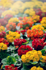 background nature Flower. Garden flowers in red and yellow.