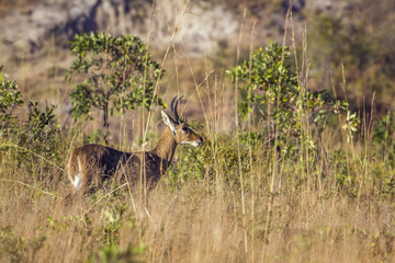 Bohor reedbuck in Kruger National park, South Africa