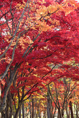 モミジの紅葉と幹の美しい曲線美