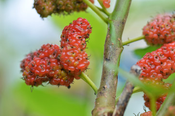 Naklejka premium Red mulberry on the tree
