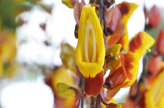 Thunbergia mysorensis, also called Mysore trumpetvine
