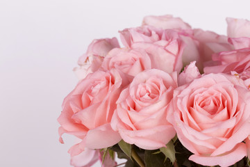 Pink roses on the whtie background