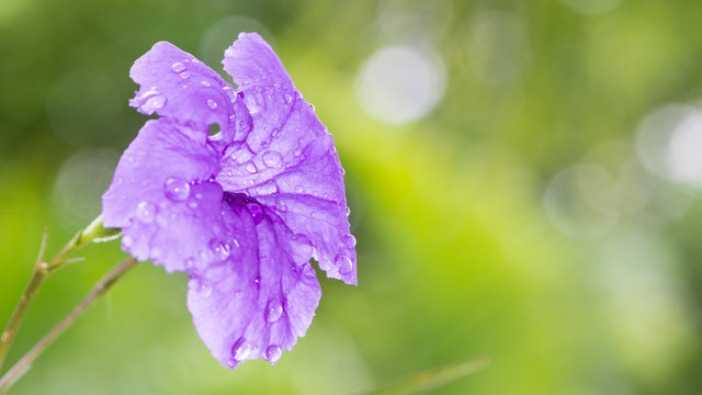 purple flowers Ruellia squarrosa