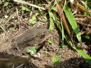 Toad Burrowed in Soil