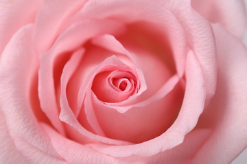 Fototapeta na wymiar Pink rose closeup on the white