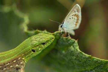 Fototapeta premium Sand lizard hunting silver-studded blue